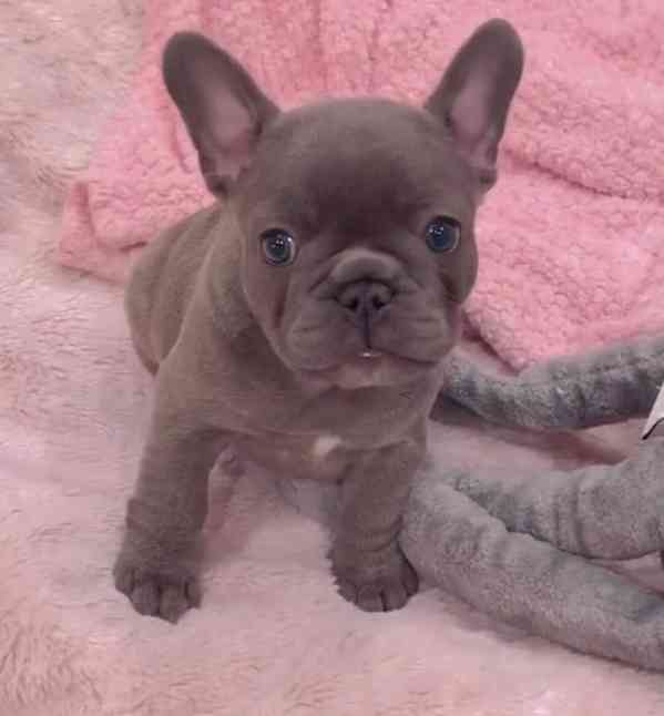 Štěňata francouzského buldoka k adopci - foto 2