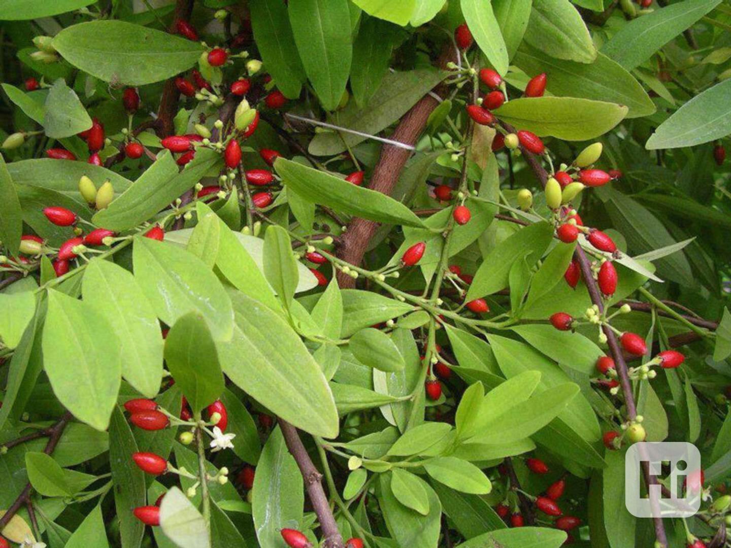 +447784929383 Buy Coca leaves online All Countries Georgia,  - foto 1