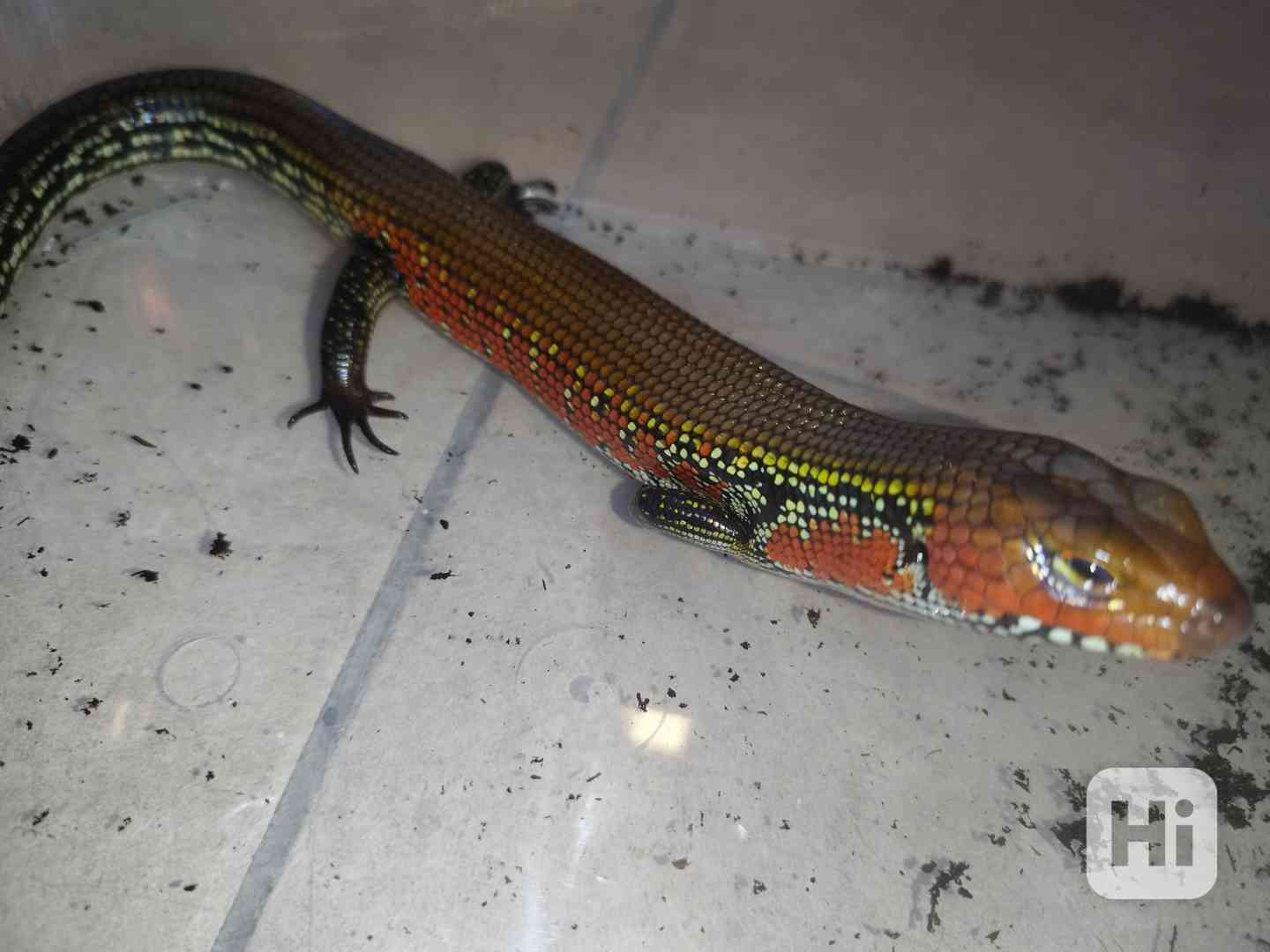 Scink ohnivý Cameroon  - foto 1
