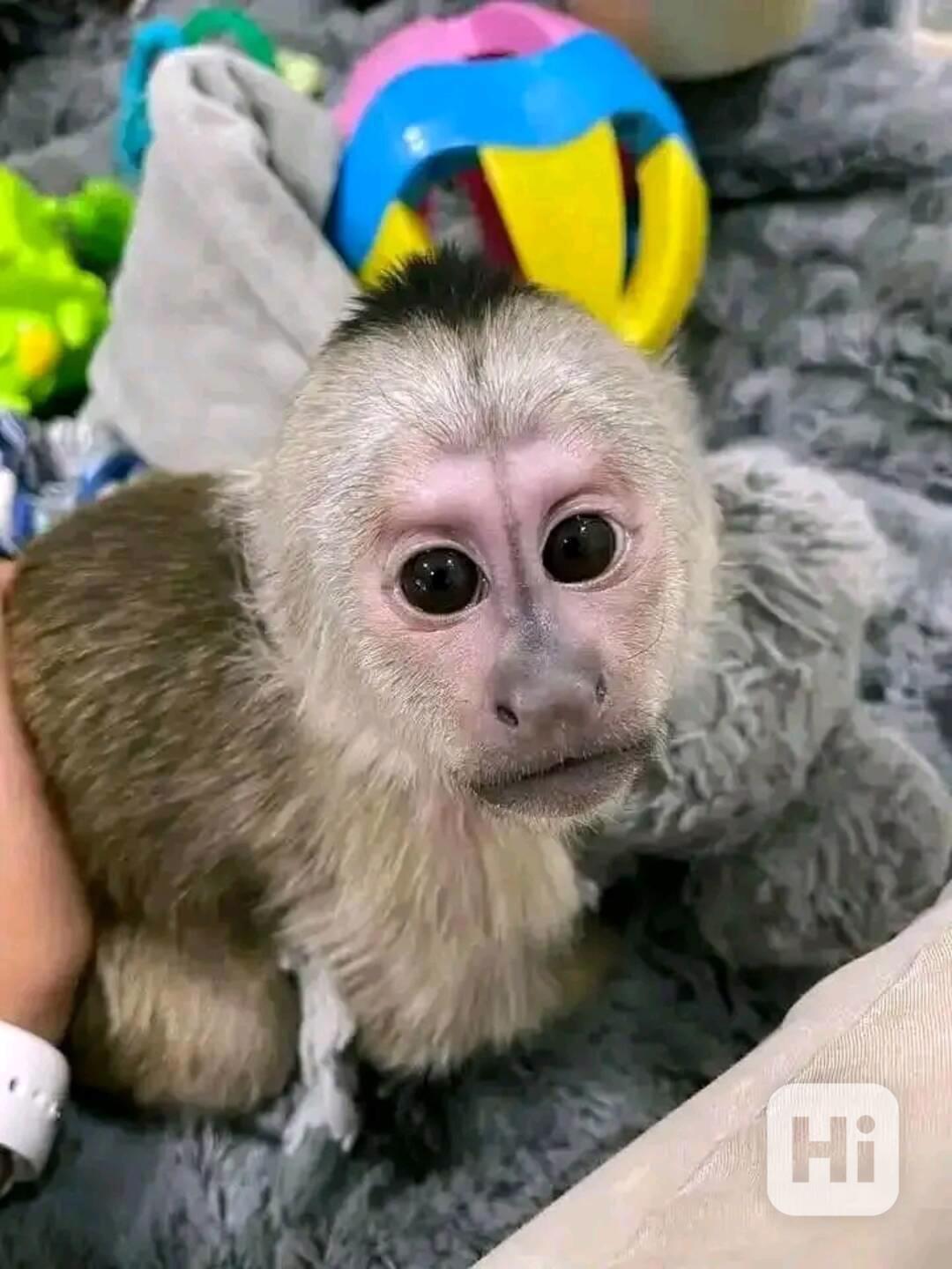  Zručný kapucínský hráč - foto 1