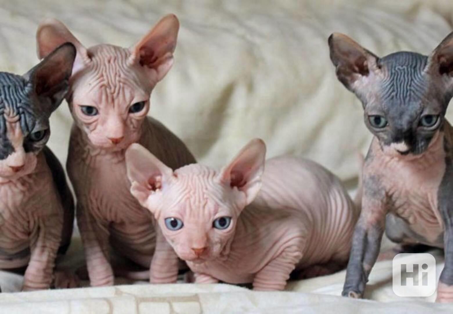 Kotě sphynxe, 3 měsíce staré! - foto 1
