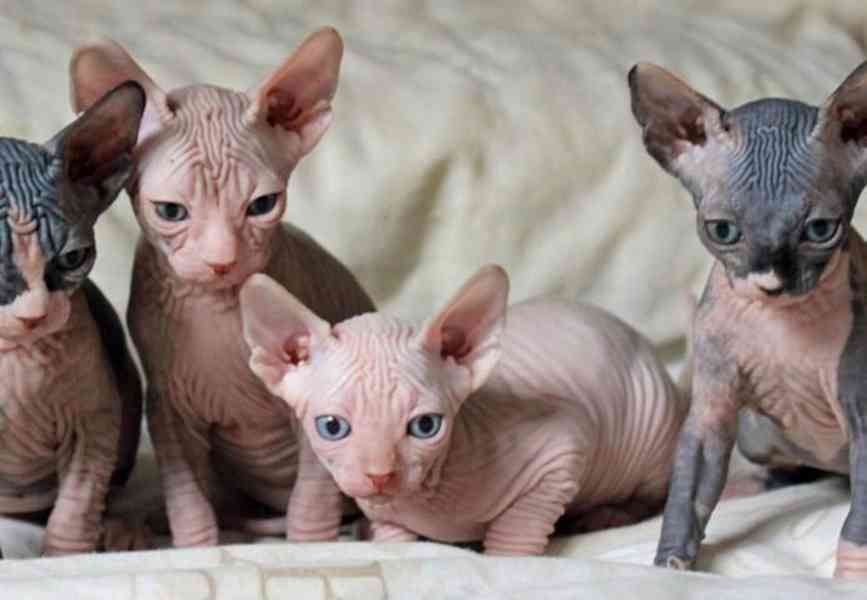Kotě sphynxe, 3 měsíce staré! - foto 1