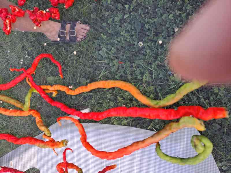  Rohy klasické pálivé,rohy dlouhé mírně pálivé, obr. paprika - foto 8