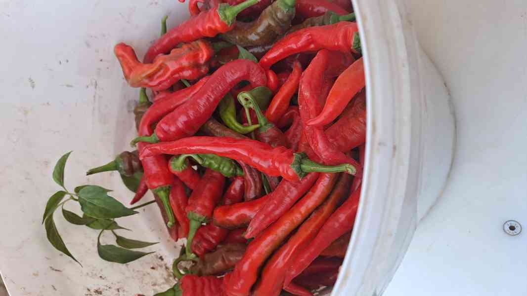  Rohy klasické pálivé,rohy dlouhé mírně pálivé, obr. paprika - foto 3
