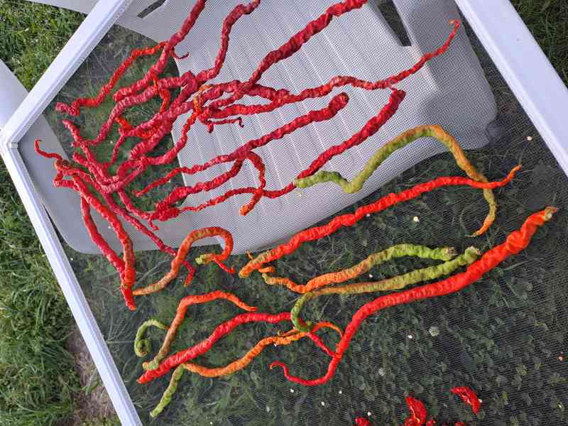  Rohy klasické pálivé,rohy dlouhé mírně pálivé, obr. paprika - foto 7