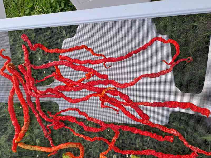  Rohy klasické pálivé,rohy dlouhé mírně pálivé, obr. paprika - foto 5