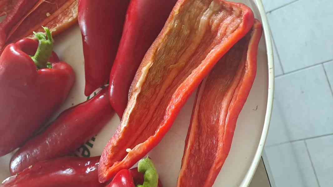  Rohy klasické pálivé,rohy dlouhé mírně pálivé, obr. paprika - foto 12