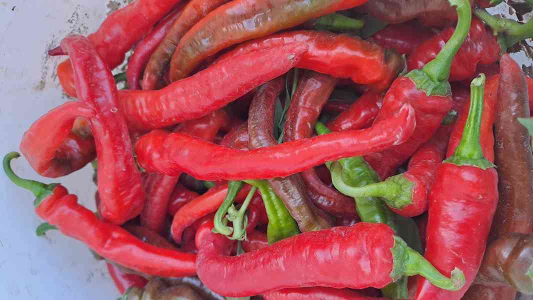  Rohy klasické pálivé,rohy dlouhé mírně pálivé, obr. paprika - foto 1