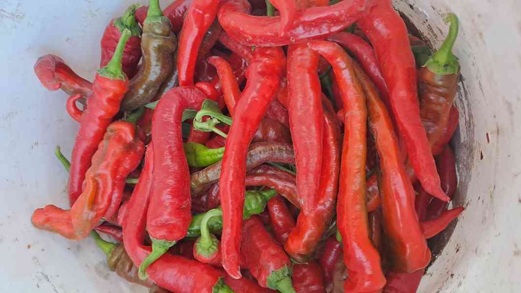  Rohy klasické pálivé,rohy dlouhé mírně pálivé, obr. paprika - foto 2
