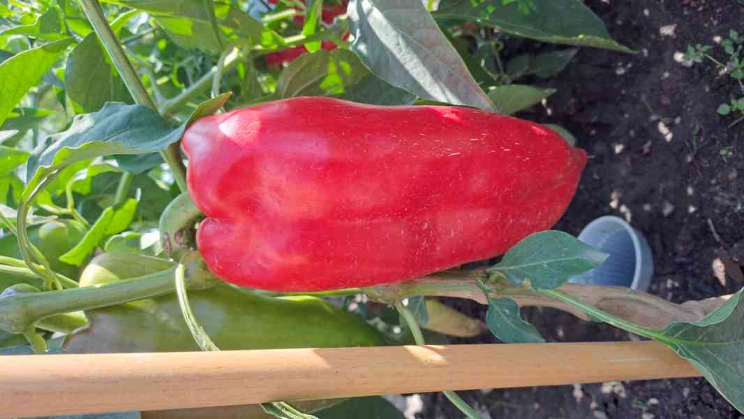  Rohy klasické pálivé,rohy dlouhé mírně pálivé, obr. paprika - foto 9