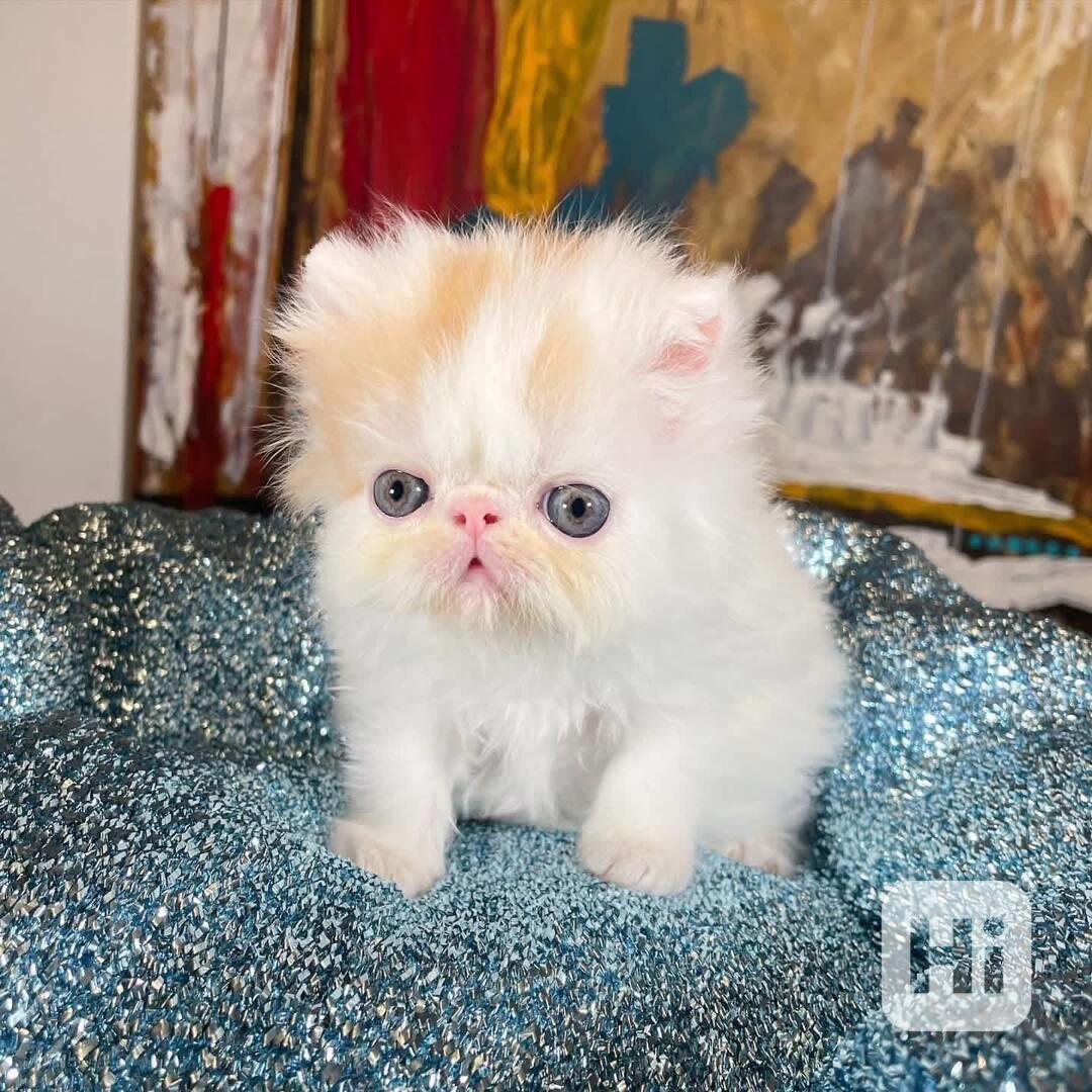 Perská koťata k adopci - foto 1