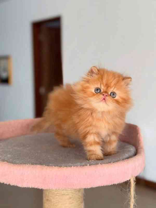 Perská koťata k adopci - foto 2