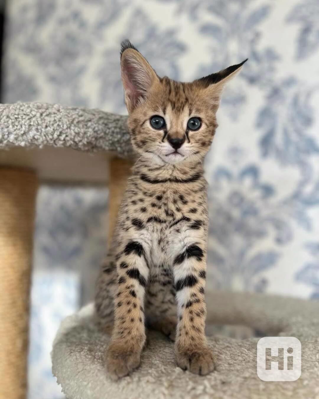 🌟 Kotě Savannah na prodej - foto 1