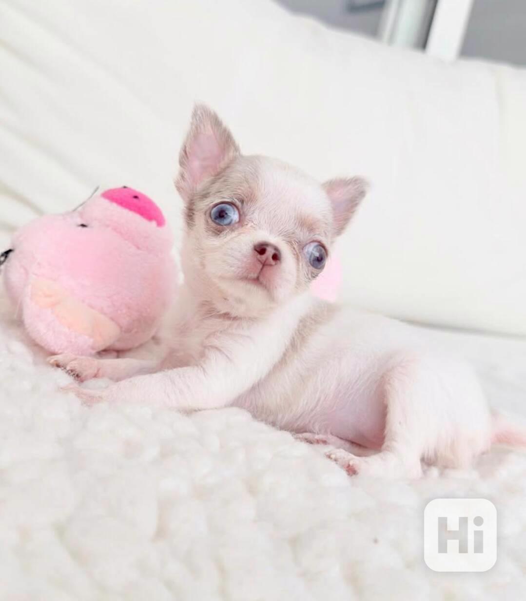 Krásná štěňátka mini čivav  - foto 1