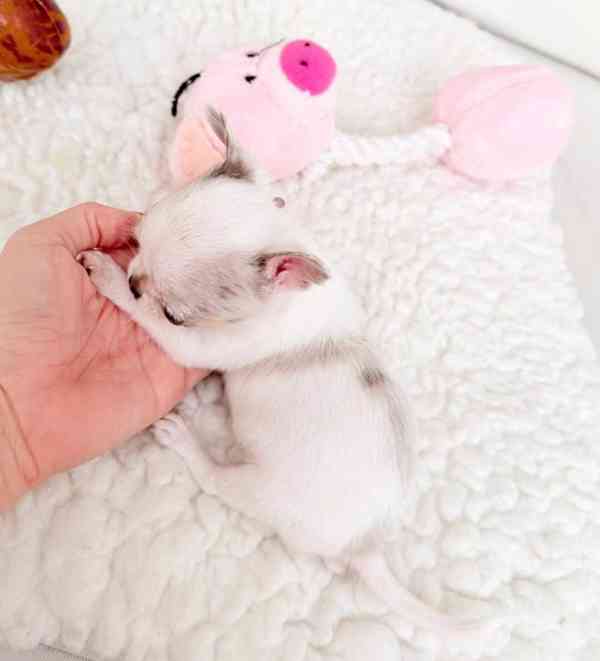 Krásná štěňátka mini čivav  - foto 2