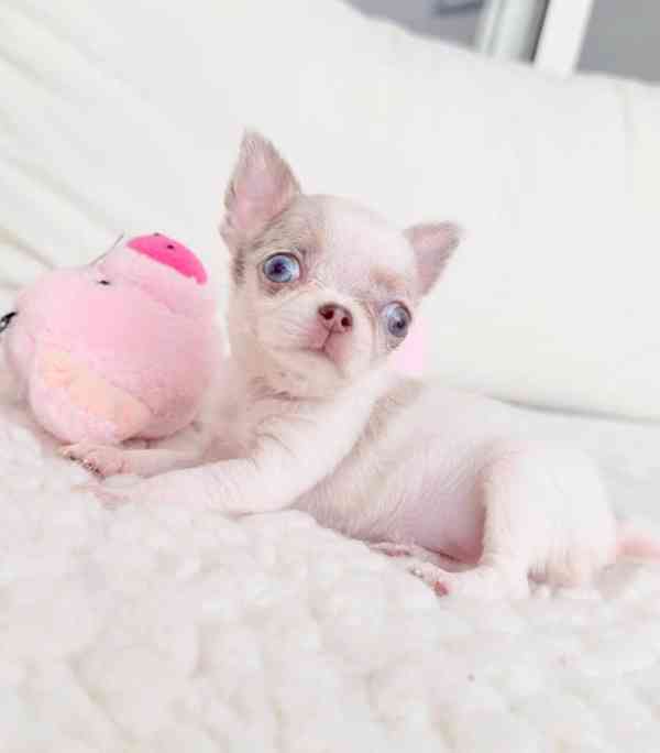 Krásná štěňátka mini čivav 