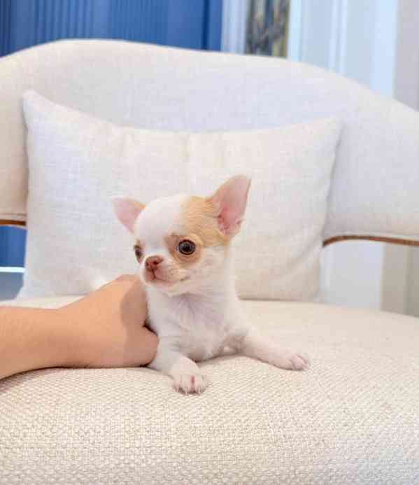 Krásná štěňátka mini čivav  - foto 3