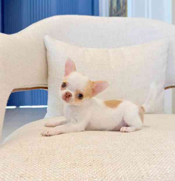 Krásná štěňátka mini čivav  - foto 4