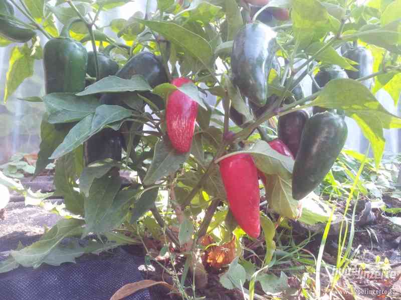 Jalapeno Early - čerstvé chilli - foto 4