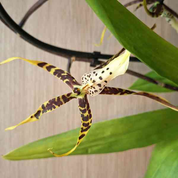 Brassia - foto 2