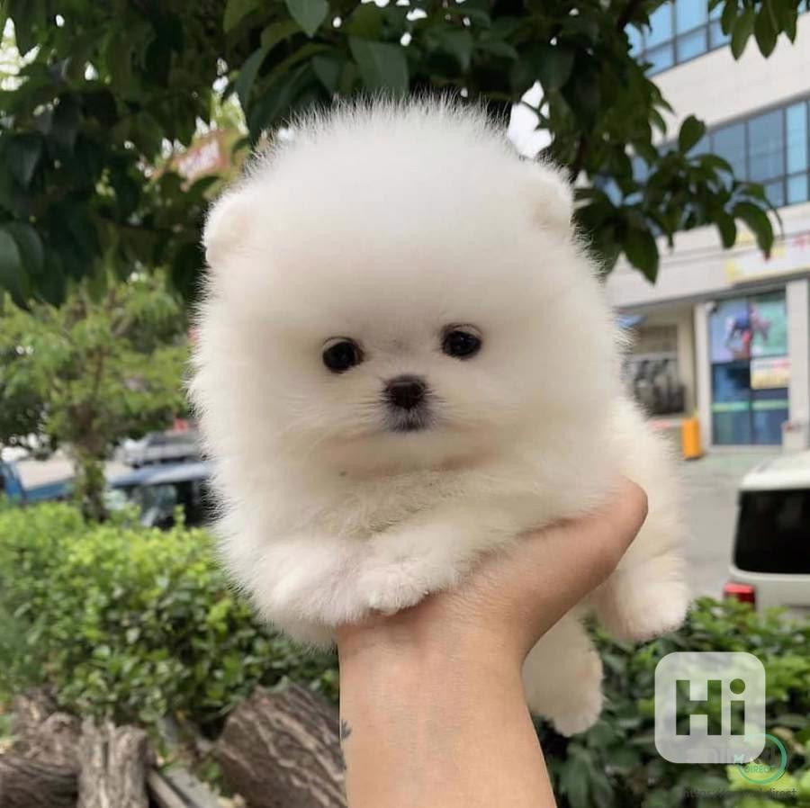  Rozkošná bezplatná štěňata pomeranianů na dárek   - foto 1