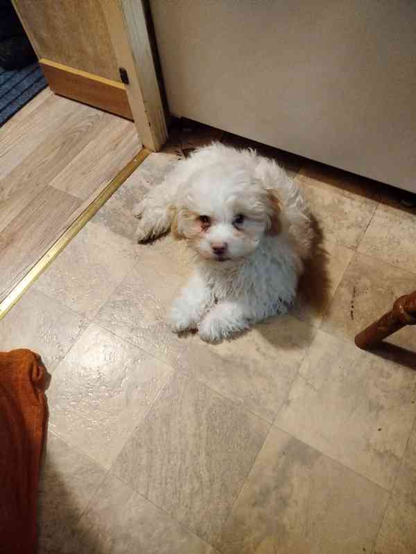 Ruská barevná bolonka štěňe s PP  - foto 1