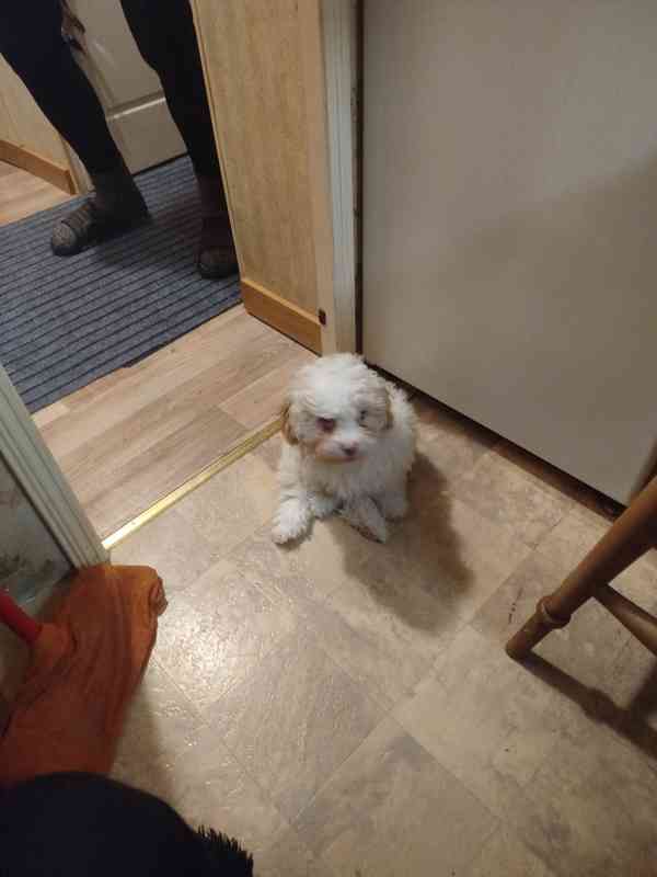 Ruská barevná bolonka štěňe s PP  - foto 2