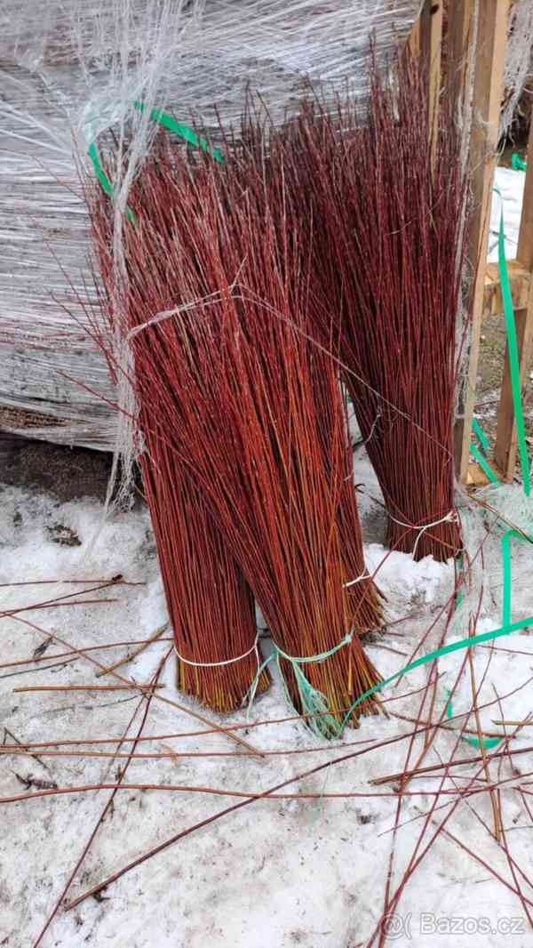 Proutí na košíky či pomlázky - foto 6