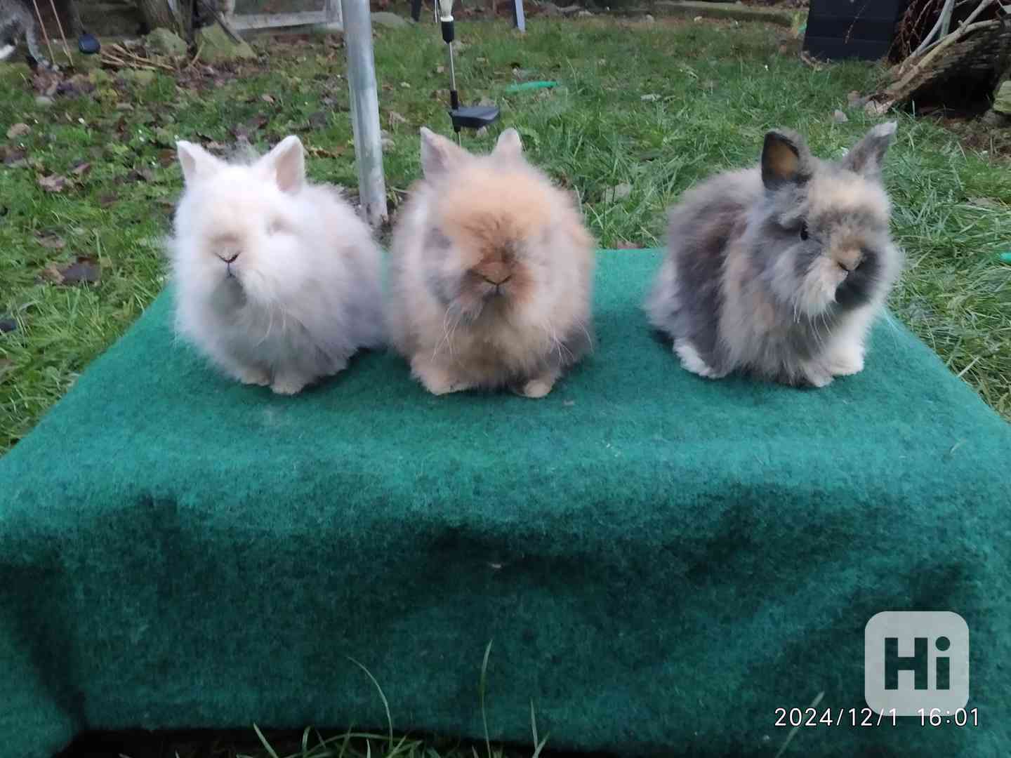 Teddy - zakrslí dlouhosrstí králíci nové vrhy - foto 1