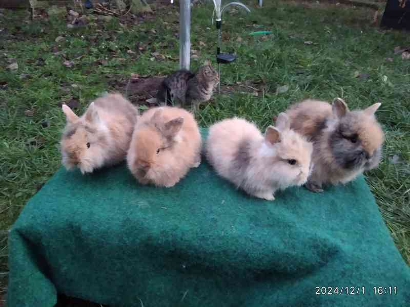 Teddy - zakrslí dlouhosrstí králíci nové vrhy - foto 5