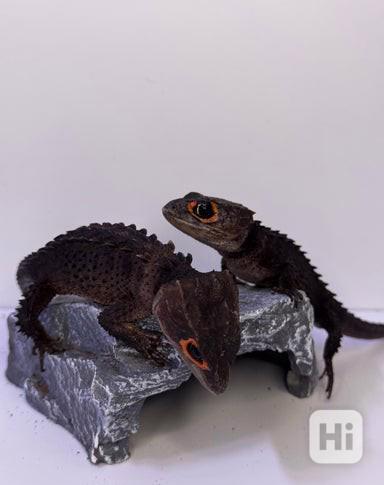 Samec a samice krokodýlích scinků červeno Na prodej okých - foto 1