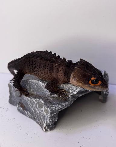 Samec a samice krokodýlích scinků červeno Na prodej okých - foto 4