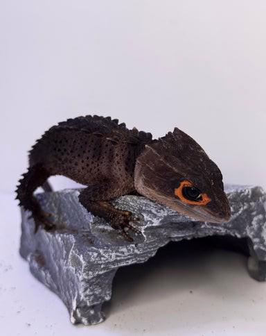 Samec a samice krokodýlích scinků červeno Na prodej okých - foto 5