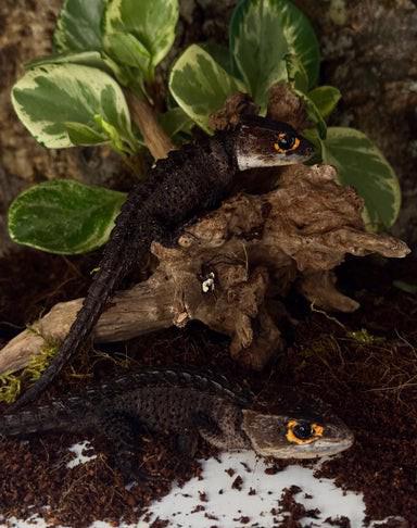 Samec a samice krokodýlích scinků červeno Na prodej okých - foto 3