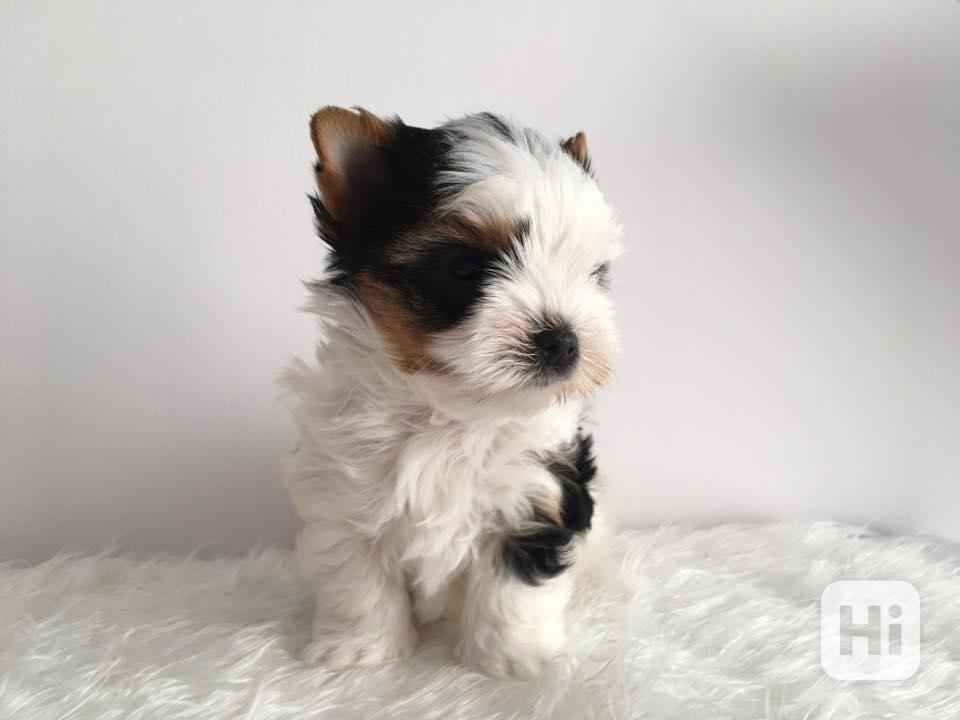 Biewer jorkšírský terier - foto 1