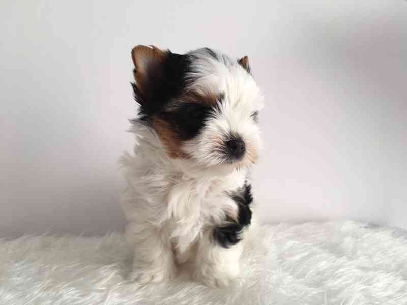 Biewer jorkšírský terier