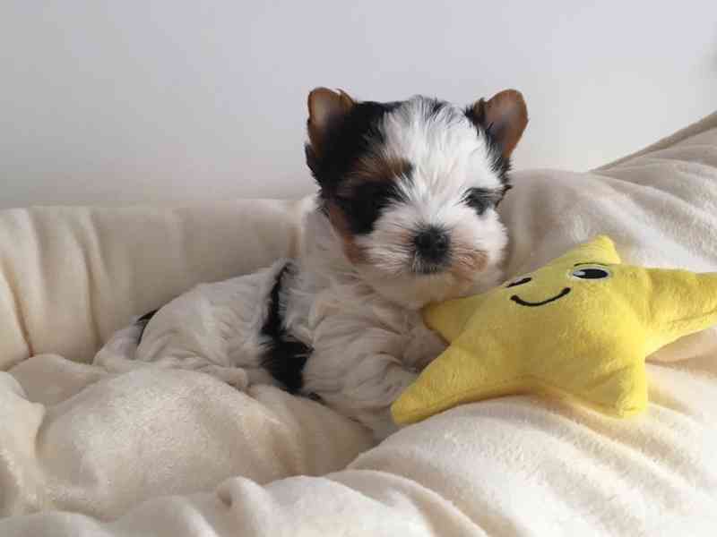 Biewer jorkšírský terier - foto 2