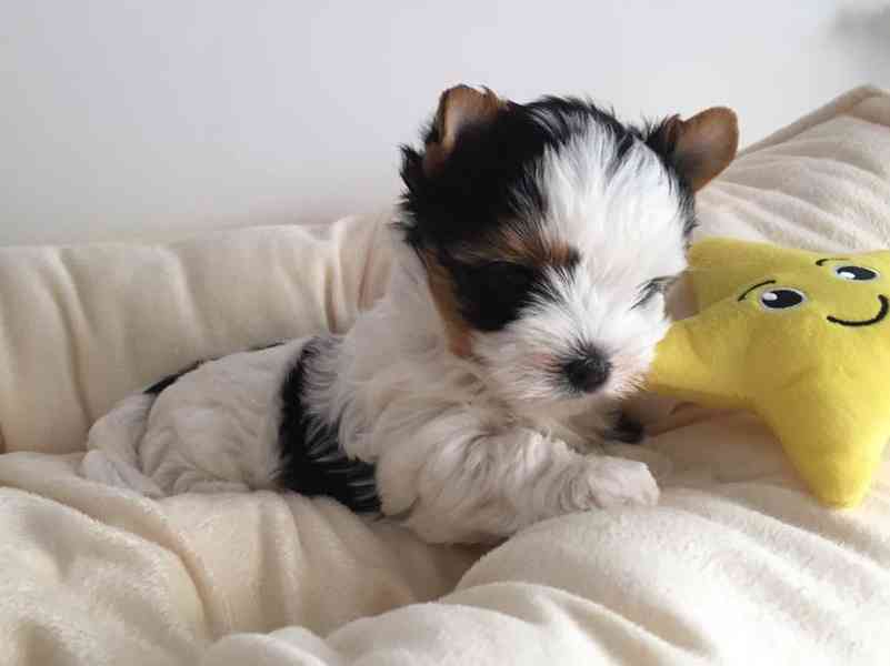 Biewer jorkšírský terier - foto 3