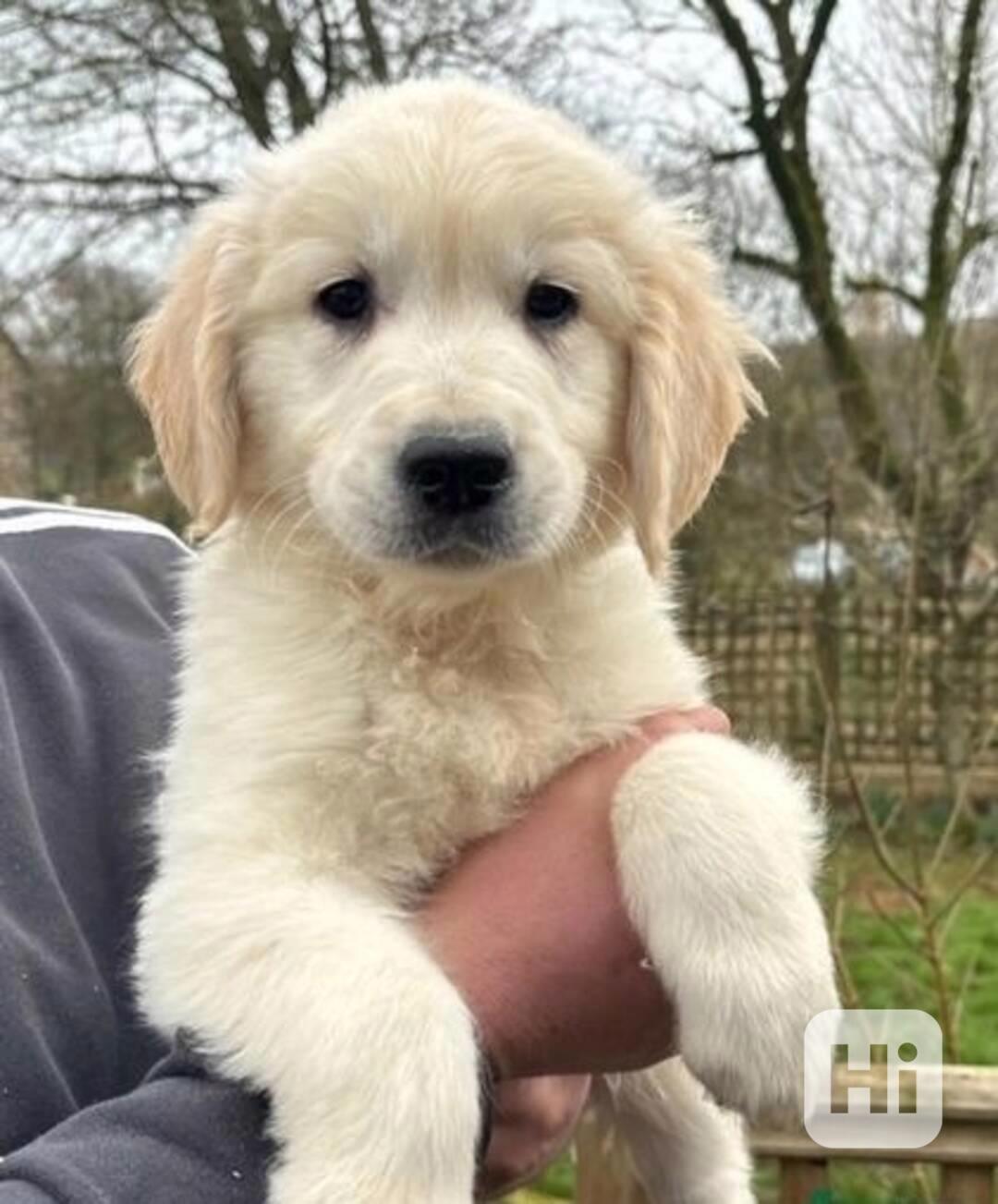 Štěňata zlatého retrívra jsou nyní k dispozici - foto 1