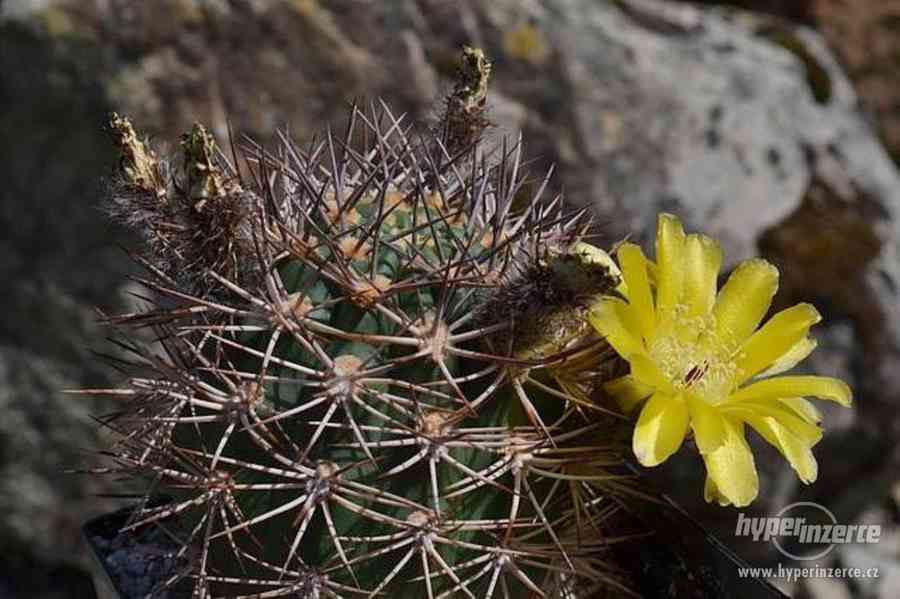 kaktus Acanthocalycium brevispinum - semena - foto 1