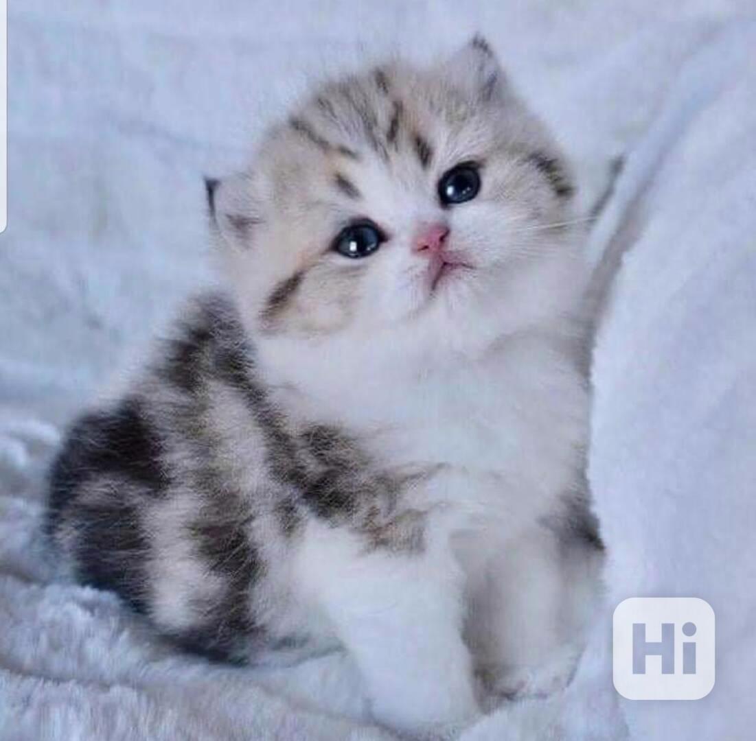 Krásná miniaturní koťátka munchkin - foto 1