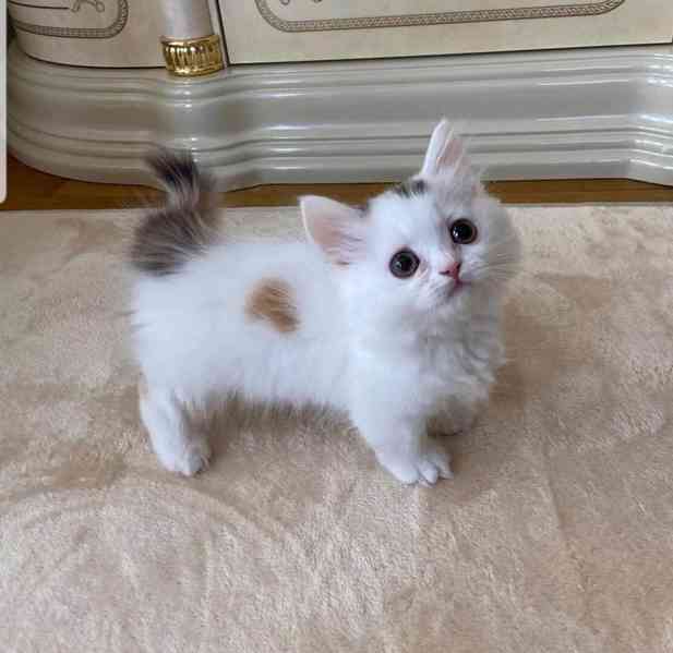 Krásná miniaturní koťátka munchkin - foto 2