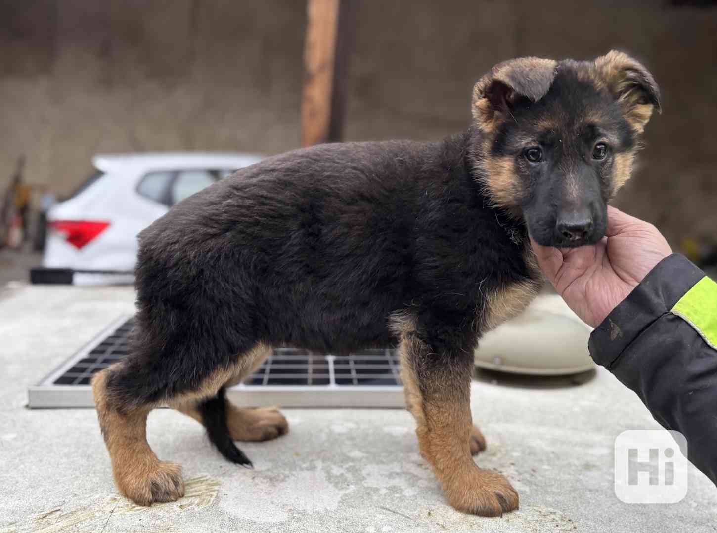 Štěňata Německého ovčáka s průkazem původu - foto 1