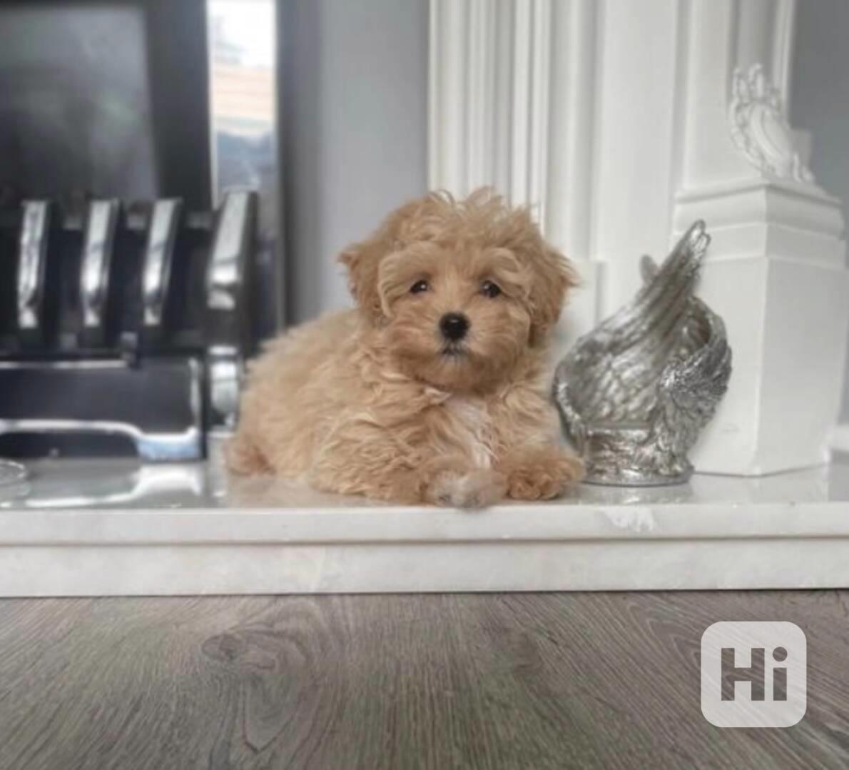 Nádherná malá štěňátka maltipoo pro váš domov - foto 1