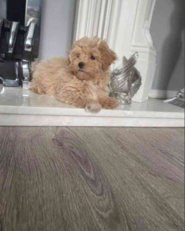 Nádherná malá štěňátka maltipoo pro váš domov - foto 4