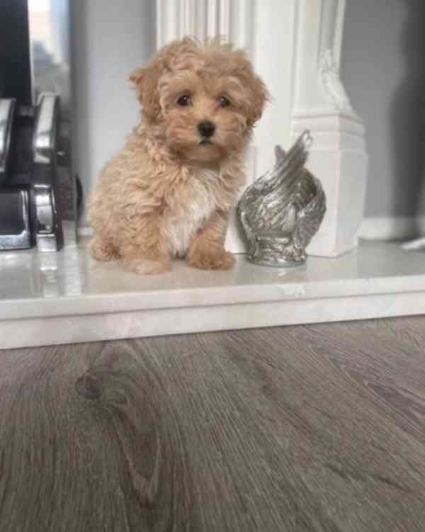 Nádherná malá štěňátka maltipoo pro váš domov - foto 5