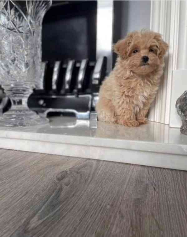 Nádherná malá štěňátka maltipoo pro váš domov - foto 2