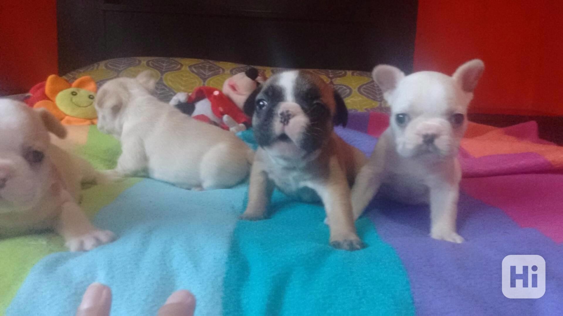 Štěňata, pejsci a feny francouzského buldočka - foto 1