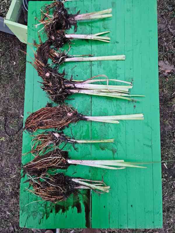 Kosatec žlutý - bahenní jezírková rostlina - foto 3