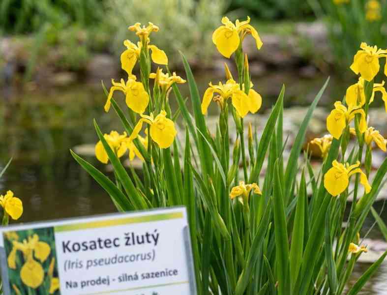 Kosatec žlutý - bahenní jezírková rostlina - foto 2